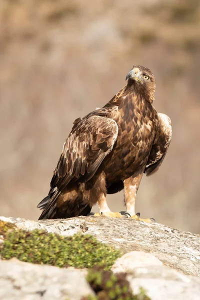 Volwassen Mannetje Golden Eagle Met Het Eerste Daglicht Een Bergachtig — Stockfoto