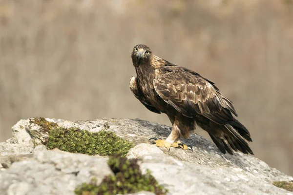 Dospělý Pes Golden Eagle Prvním Denním Světlem Hornaté Oblasti Svého — Stock fotografie