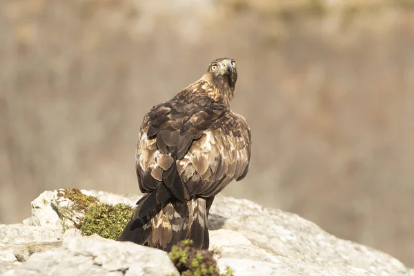 Volwassen Mannetje Golden Eagle Met Het Eerste Daglicht Een Bergachtig — Stockfoto