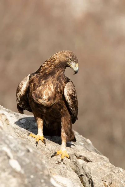 Volwassen Mannetje Golden Eagle Met Het Eerste Daglicht Een Bergachtig — Stockfoto