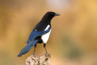 Akdeniz ormanlarında soğuk bir kış gününde günün ilk ışıklarıyla sıradan bir saksağan.