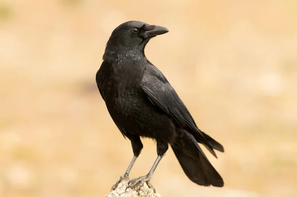 Günün ilk ışıklarıyla Akdeniz 'deki bir orman bölgesinde leş kargası.