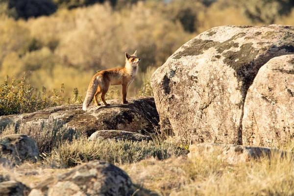 Red Fox Śródziemnomorskim Obszarze Zarośli Ostatnimi Światłami Zimowego Dnia — Zdjęcie stockowe