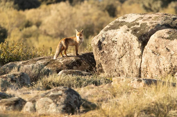 Red Fox Egy Mediterrán Bozótos Területen Utolsó Fények Téli Nap — Stock Fotó