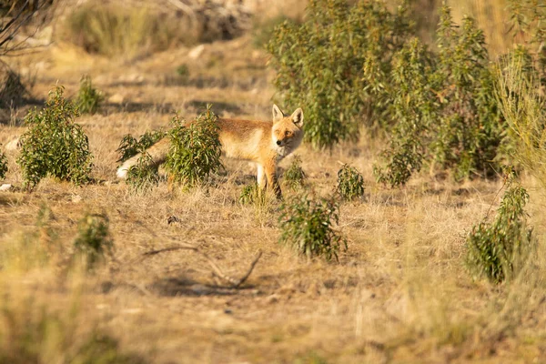 Red Fox Egy Mediterrán Bozótos Területen Utolsó Fények Téli Nap — Stock Fotó