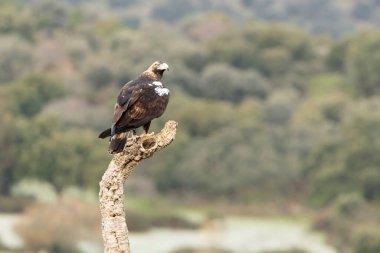 Yetişkin erkek İspanyol İmparatorluk Kartalı soğuk bir kış gününün ilk ışıklarıyla en sevdiği gözetleme kulesinde