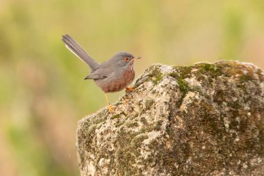 Erkek Dartford bülbülü soğuk bir Ocak gününün ilk ışıklarıyla kendi bölgesindeki bir kayanın üzerinde