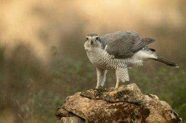 Yetişkin erkek. Kuzeyli, çam ve meşe ormanlarında ocak ayının soğuk bir gününde öğleden sonra.