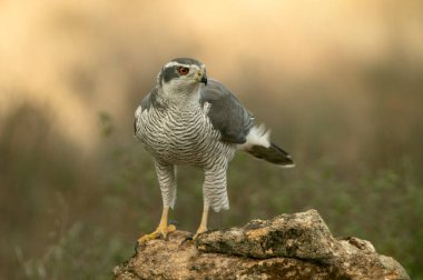 Yetişkin erkek. Kuzeyli, çam ve meşe ormanlarında ocak ayının soğuk bir gününde öğleden sonra.