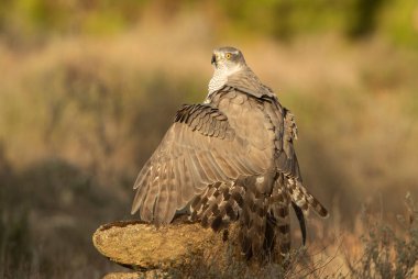 Yetişkin dişi Kuzeyli Şahin, günün son ışığında bir çam ve meşe ormanında başka bir dişi atmacaya karşı yemeğini koruyor.