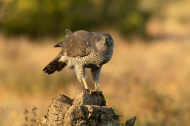 Yetişkin dişi Kuzeyli Şahin, günün son ışığında bir çam ve meşe ormanında başka bir dişi atmacaya karşı yemeğini koruyor.