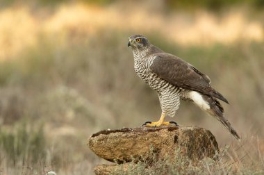 Yetişkin dişi Kuzeyli Şahin, günün son ışığında bir çam ve meşe ormanında başka bir dişi atmacaya karşı yemeğini koruyor.