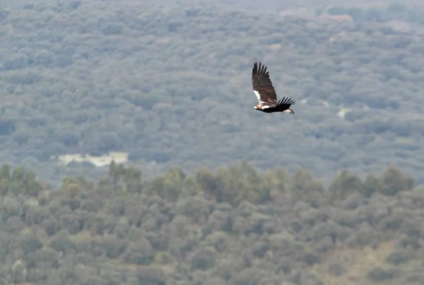 Águila Imperial Española Adulta Volando Bosque Mediterráneo Con Primera Luz —  Fotos de Stock