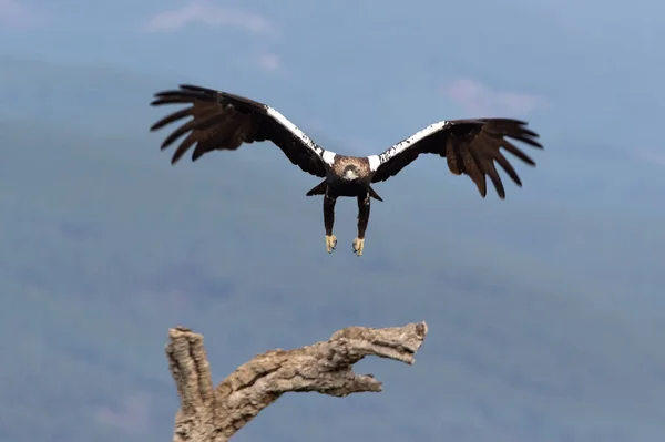 Águia Imperial Espanhola Adulta Voando Uma Floresta Mediterrânea Com Primeira — Fotografia de Stock