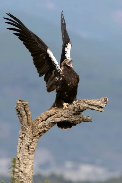 Adult Female Spanish Imperial Eagle Defending Her Territory Her Favorite — Stock Photo, Image