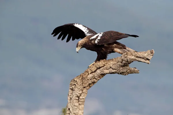 Vuxen Kvinnlig Spanska Imperial Eagle Försvara Sitt Territorium Från Sin — Stockfoto