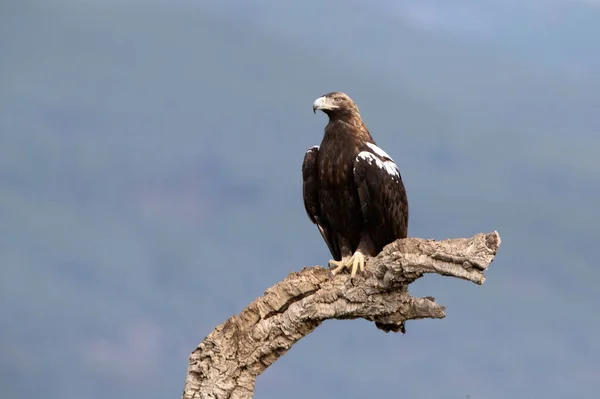 Yetişkin Erkek Spanyol Mparatorluk Kartalı Soğuk Bir Kış Gününün Ilk — Stok fotoğraf