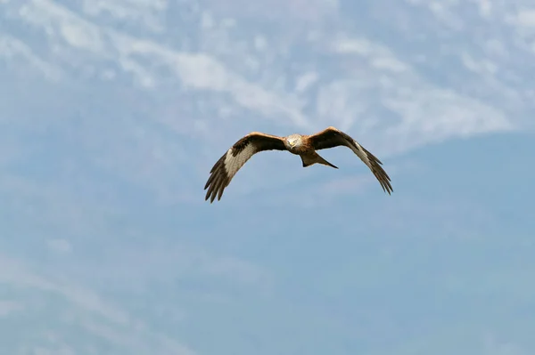 Águila Imperial Española Adulta Volando Bosque Mediterráneo Con Primera Luz — Foto de Stock