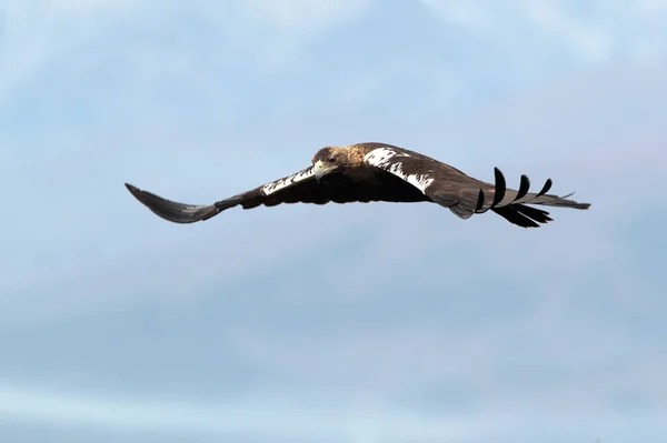 Adult Female Spanish Imperial Eagle Flying Mediterranean Forest First Light — ストック写真