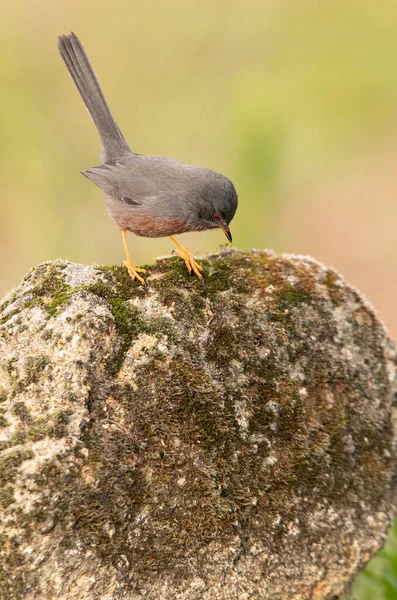 Masculino Dartford Warbler Rocha Seu Território Primeira Luz Frio Janeiro — Fotografia de Stock