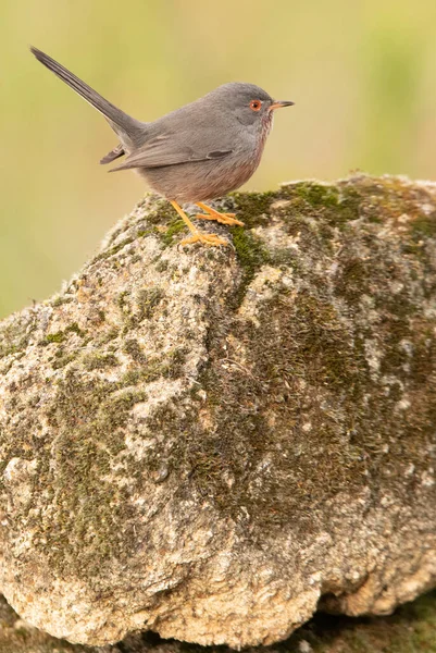 Mężczyzna Dartford Warbler Skale Jego Terytorium Świcie Zimny Styczeń Dzień — Zdjęcie stockowe