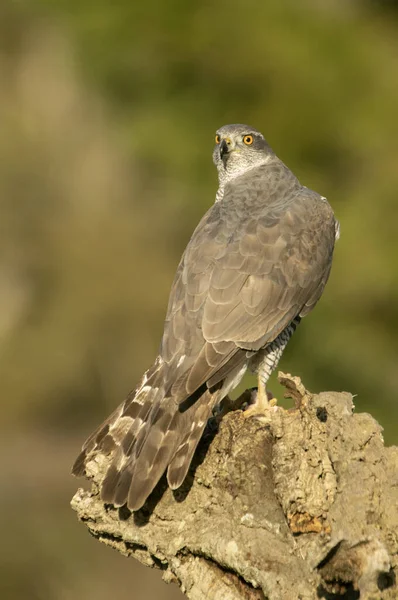 Hembra Adulta Goshawk Del Norte Defendiendo Comida Otra Hembra Goshawk —  Fotos de Stock