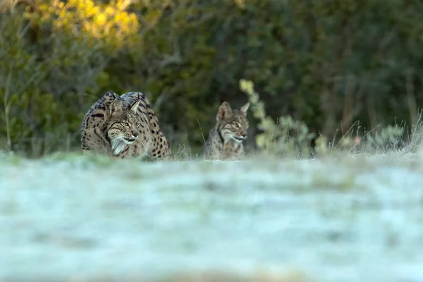 Ibériai Lynx Felnőtt Nőstény Nőstény Kölyke Egy Hideg Téli Reggel — Stock Fotó