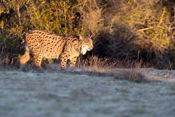 Felnőtt Férfi Ibériai Lynx Egy Mediterrán Erdőben Kora Esti Fényében — Stock Fotó