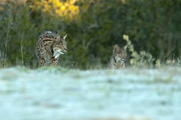 Ibériai Lynx Felnőtt Nőstény Nőstény Kölyke Egy Hideg Téli Reggel — Stock Fotó