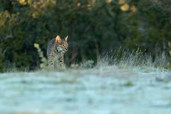 Fiatal Női Ibériai Lynx Korán Egy Hideg Téli Reggelen Egy — Stock Fotó