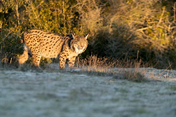 Lince Ibérico Macho Adulto Bosque Mediterráneo Luz Tarde Frío Día — Foto de Stock