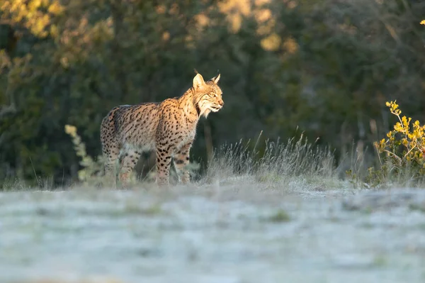 Fiatal Női Ibériai Lynx Korán Egy Hideg Téli Reggelen Egy — Stock Fotó