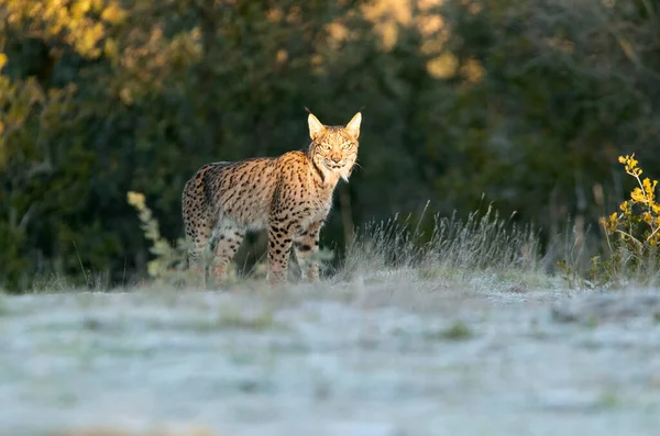 Fiatal Női Ibériai Lynx Korán Egy Hideg Téli Reggelen Egy — Stock Fotó