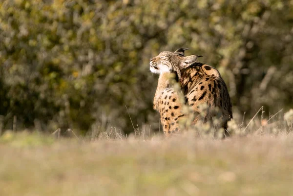 Felnőtt Férfi Ibériai Lynx Egy Mediterrán Erdőben Kora Esti Fényében — Stock Fotó