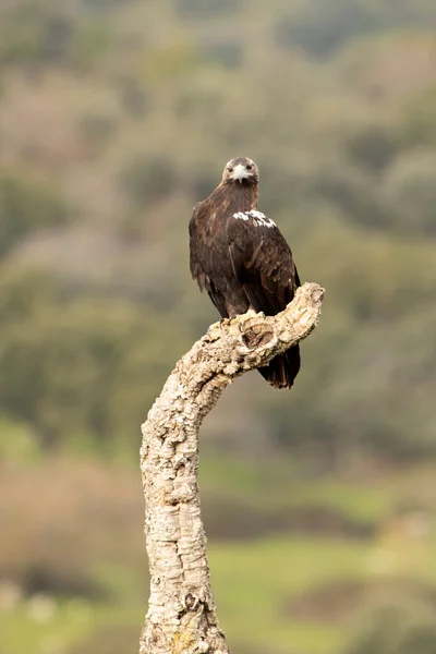 Adult Male Spanish Imperial Eagle His Favorite Watchtower First Light Stock Picture