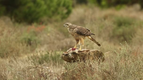 Young Male Northern Goshawk Guarding His Prey Last Light Day — Stock Video