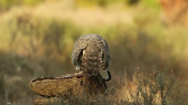 Femmina Adulta Goshawk Settentrionale Proteggendo Suo Cibo Altro Goshawk Una — Video Stock