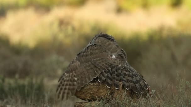 Femmina Adulta Goshawk Settentrionale Proteggendo Suo Cibo Altro Goshawk Una — Video Stock