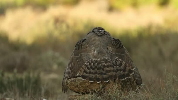 Adult Female Northern Goshawk Protecting Her Food Another Goshawk Pine — Video