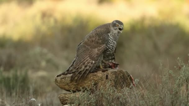 Hembra Adulta Goshawk Del Norte Protegiendo Comida Otro Goshawk Bosque — Vídeo de stock