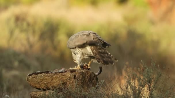 Ενήλικο Θηλυκό Northern Goshawk Προστατεύει Την Τροφή Της Από Ένα — Αρχείο Βίντεο