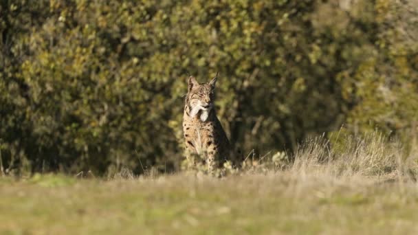 Adult Female Iberian Lynx Radio Tracking Collar Her Breeding Territory — стоковое видео