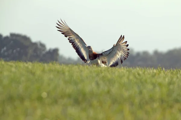 Adult Male Great Bustard Rutting Plumage First Light Spring Day — Stock Photo, Image