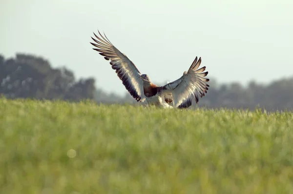 Maschio Adulto Grande Bustard Con Piumaggio Erboso Con Prima Luce — Foto Stock