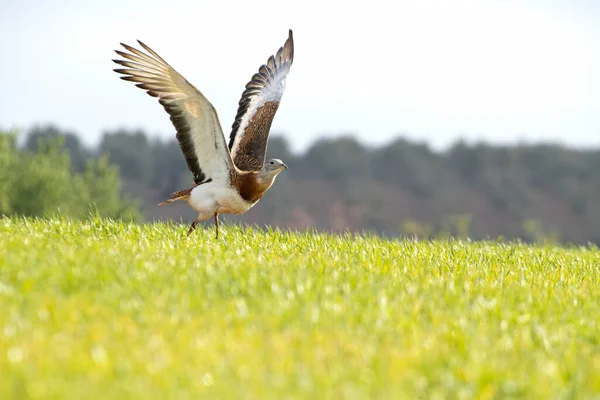 Ausgewachsene Männliche Großtrappe Der Brutzeit Die Frühen Morgen Von Einem — Stockfoto