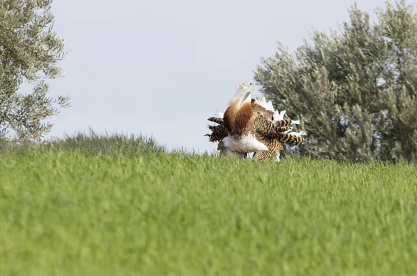 Adult Male Great Bustard Performing Mating Courtship Attract Females First — Fotografia de Stock