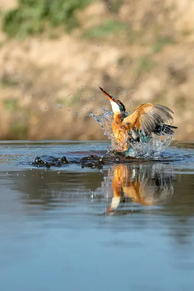 Vuxen Hona Vanlig Kungsfiskare Fram Floden Efter Fiske Och Flyger — Stockfoto