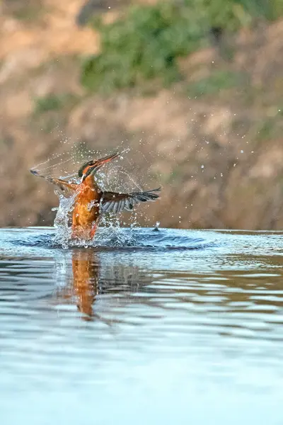 Adult Female Common Kingfisher Fishing River Last Light Afternoon Winter — Stockfoto