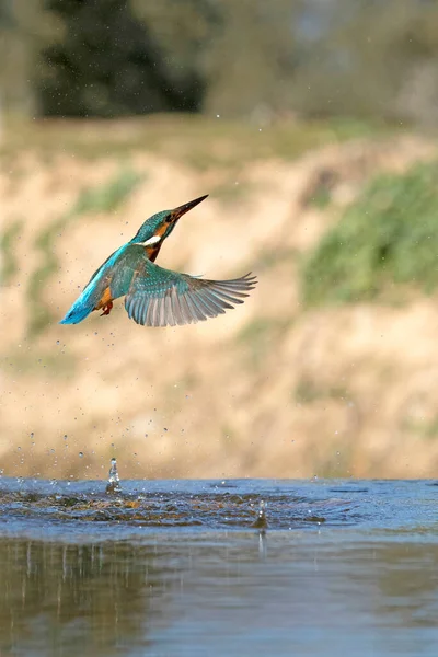 Vuxen Hona Vanlig Kungsfiskare Fiske Flod Sista Ljuset Eftermiddagen Vinterdag — Stockfoto