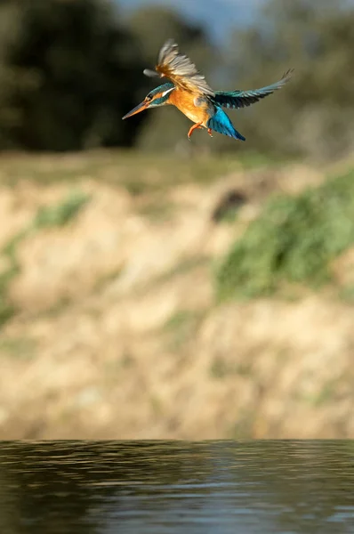 Adult Female Common Kingfisher Fishing River Last Light Afternoon Winter — Stockfoto